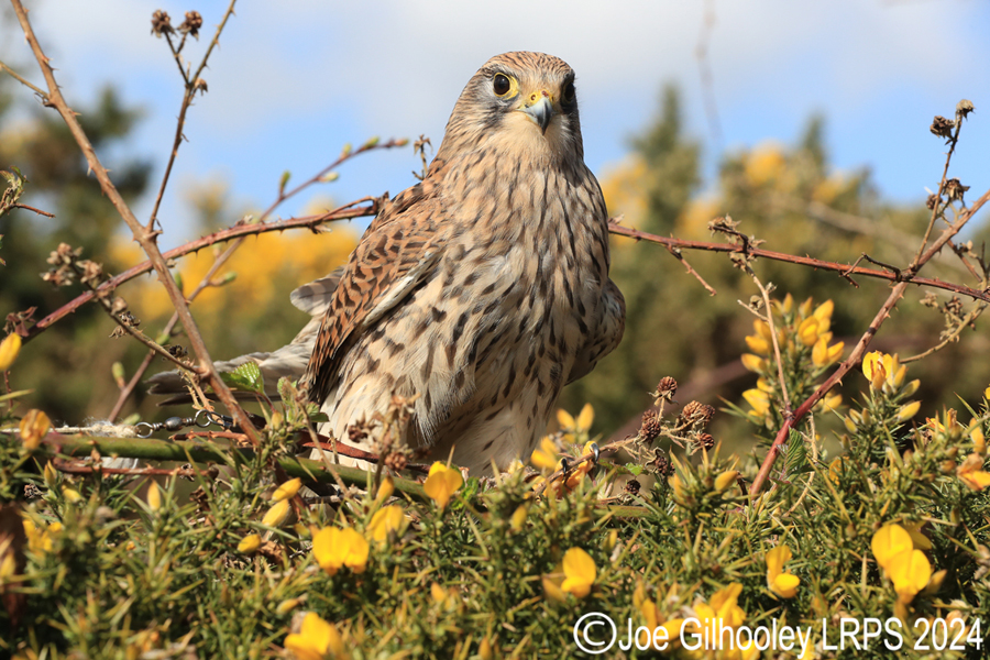 Kestrel on a Gorse Bush
