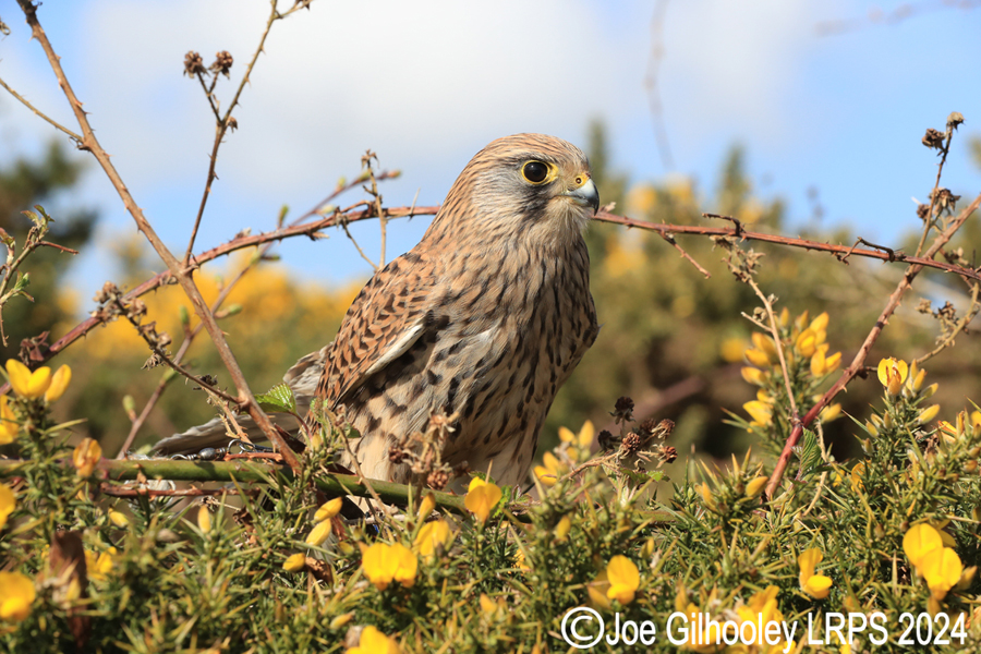 Kestrel on a Gorse Bush
