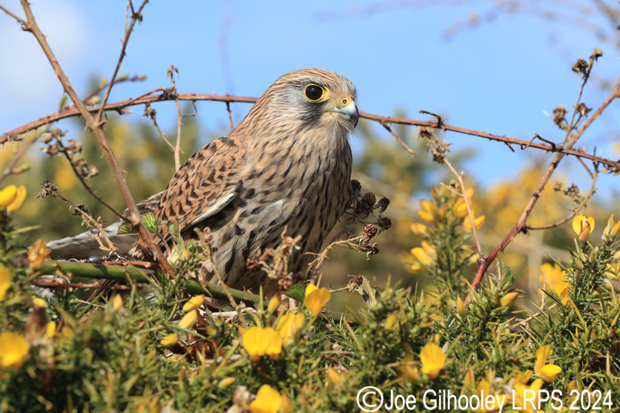 Kestrel on a Gorse Bush
