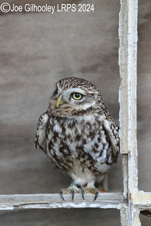 Little Owl
