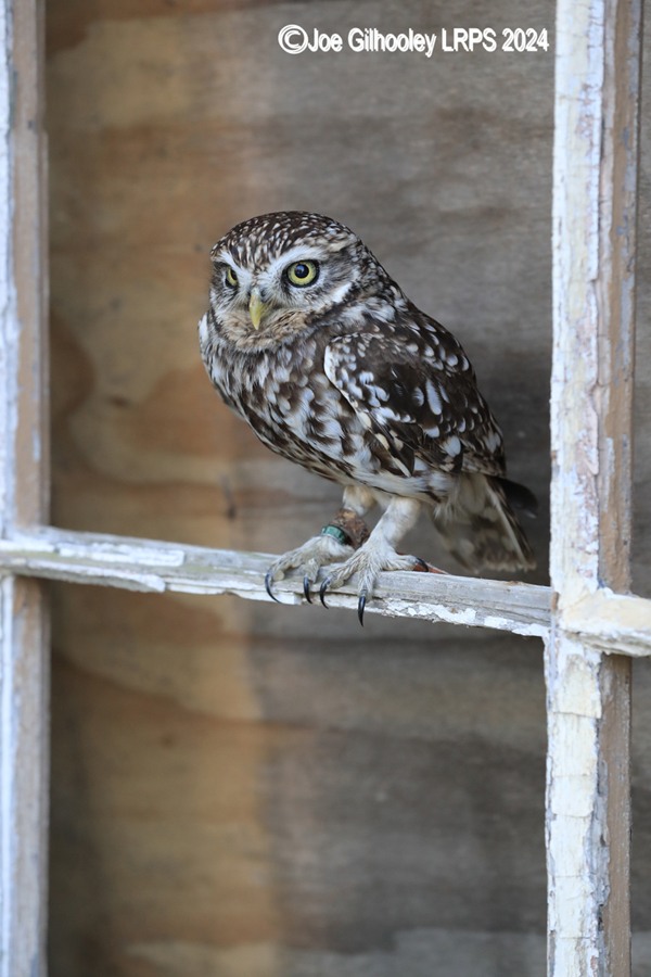 Little Owl
