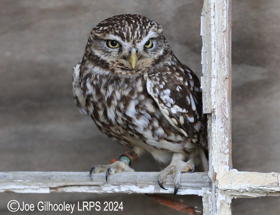 Little Owl
