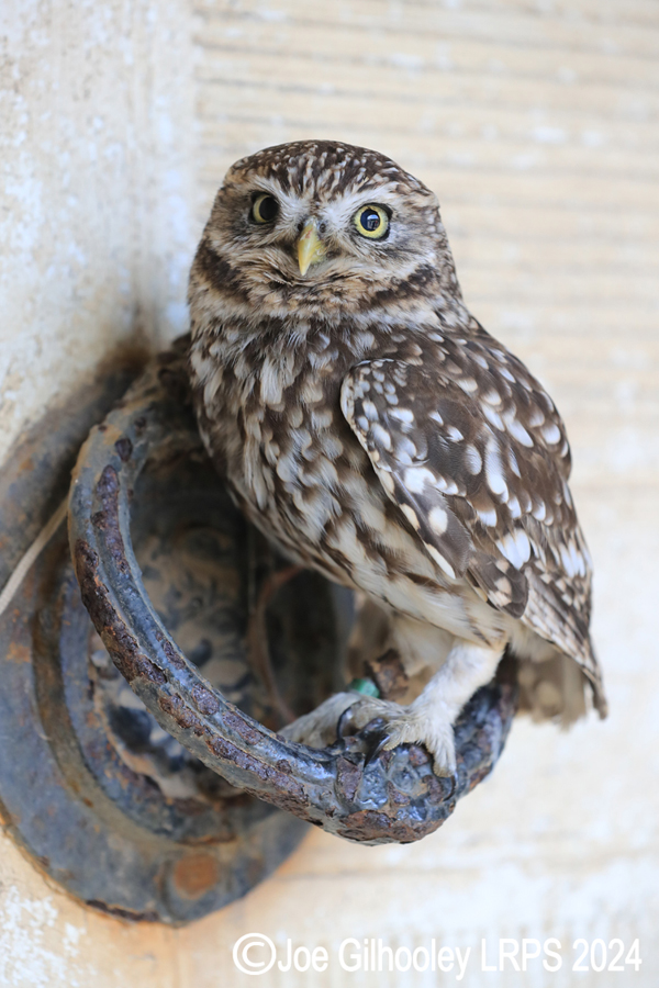 Little Owl
