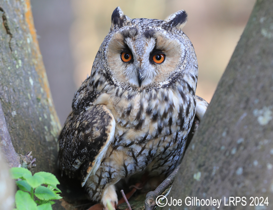 Long Eared Owl
