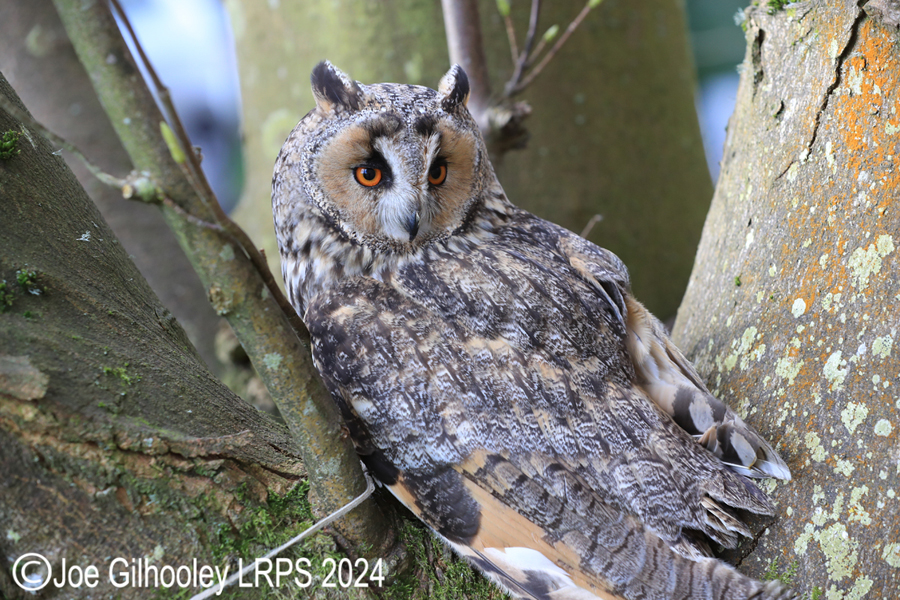 Long Eared Owl
