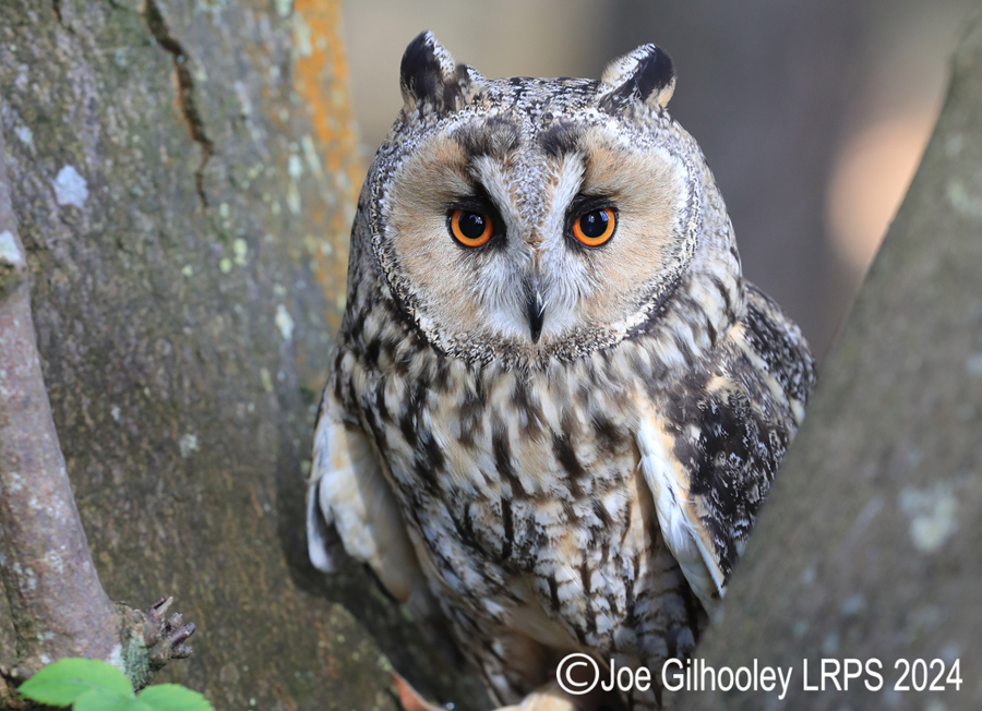 Long Eared Owl
