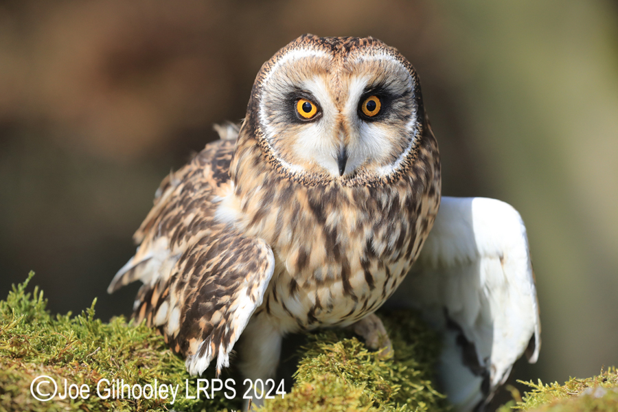 Short Eared Owl
