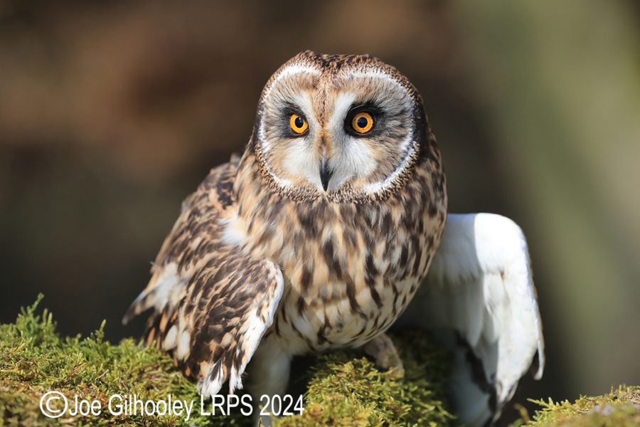 Short Eared Owl
