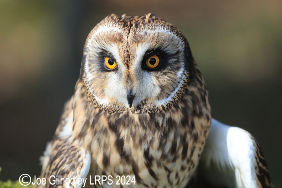 Short Eared Owl
