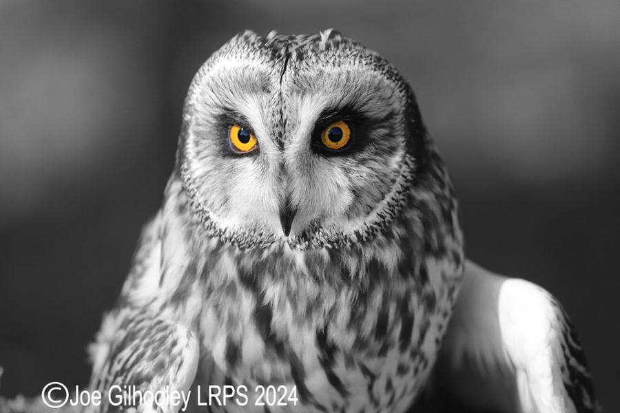 Short Eared Owl

