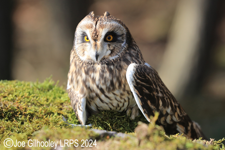 Short Eared Owl
