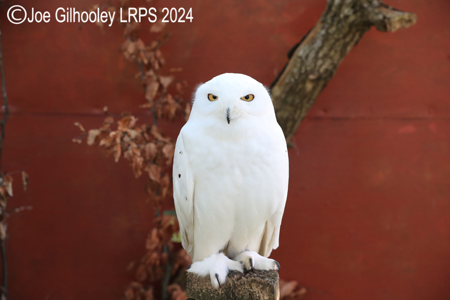 Snowy Owl
