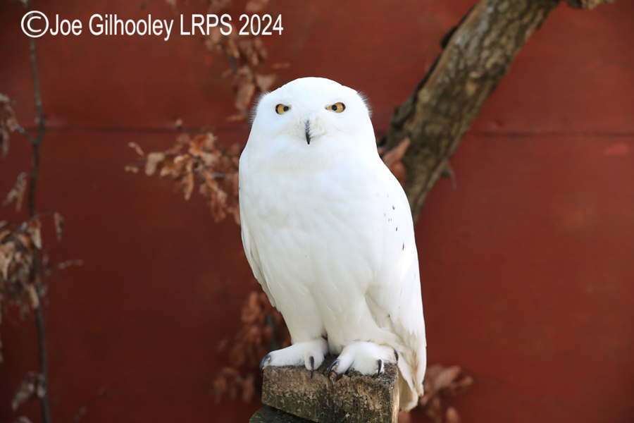 Snowy Owl
