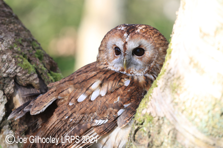 Tawny Owl
