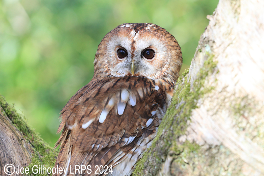 Tawny Owl
