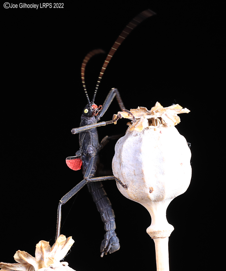 Black Beauty Stick Insect 5th October 2022