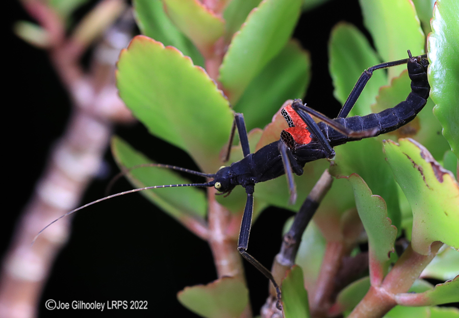 Black Beauty Stick Insect 5th October 2022