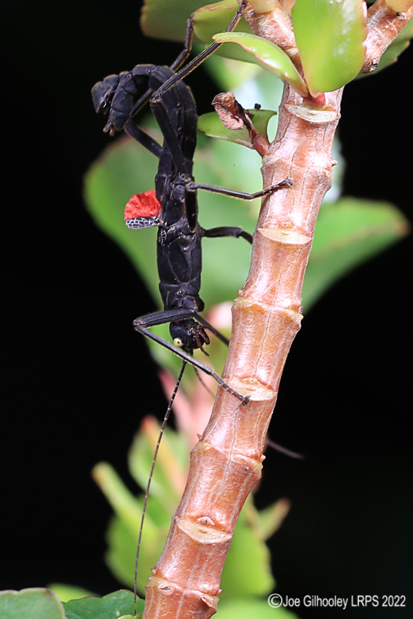 Black Beauty Stick Insect 5th October 2022