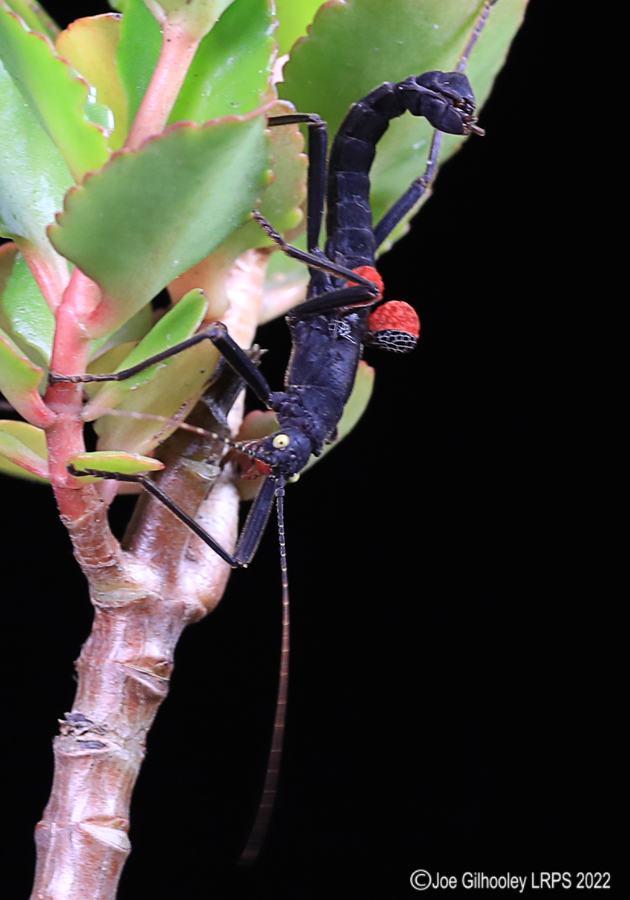 Black Beauty Stick Insect 5th October 2022