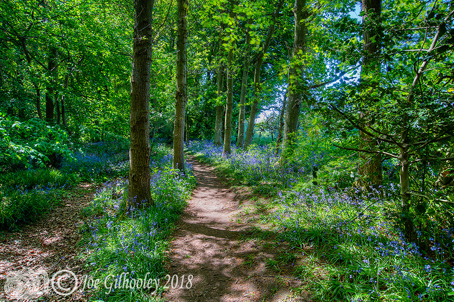 Bluebells in fine bloom in "Bluebells Woods" near Roslin