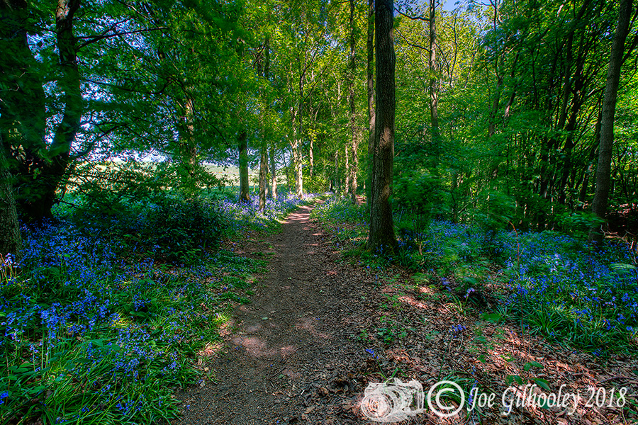 Bluebells in fine bloom in "Bluebells Woods" near Roslin
