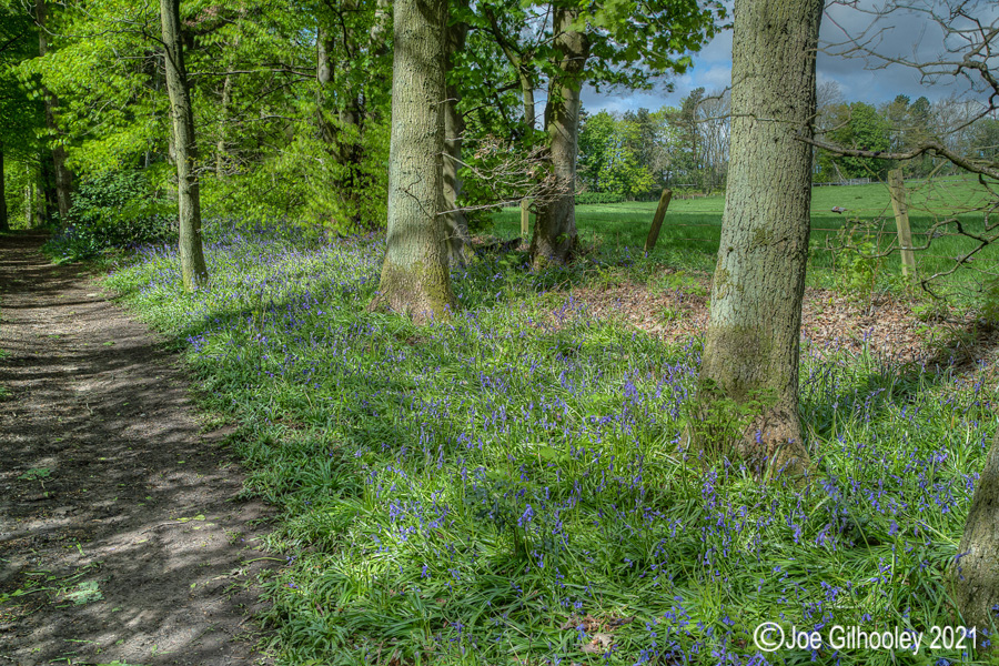 Bluebells in Kllburn Woods Roslin Midlothian