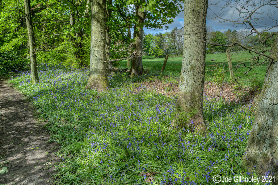 Bluebells in Kllburn Woods Roslin Midlothian