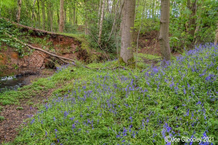 Bluebells in Kllburn Woods Roslin Midlothian