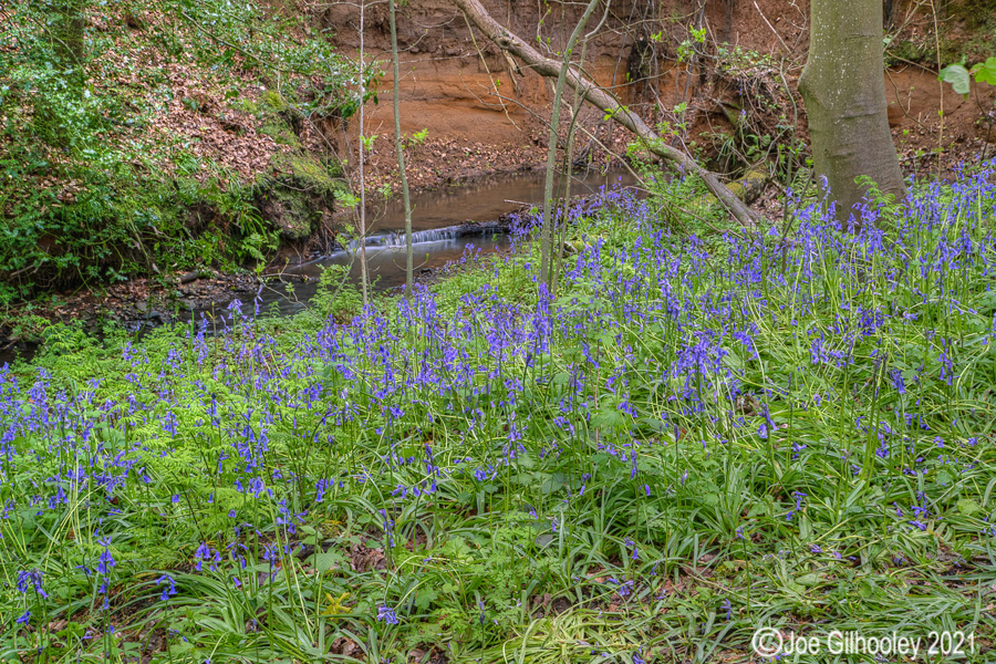 Bluebells in Kllburn Woods Roslin Midlothian