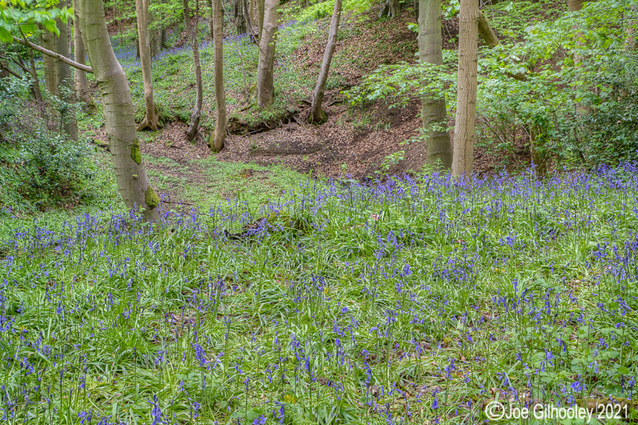 Bluebells in Kllburn Woods Roslin Midlothian
