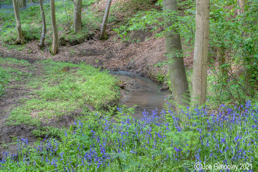 Bluebells in Kllburn Woods Roslin Midlothian