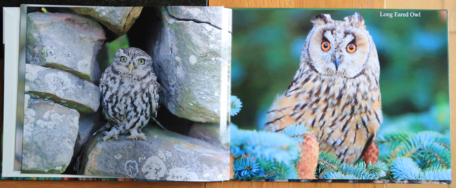 British Owls  Photography Book 