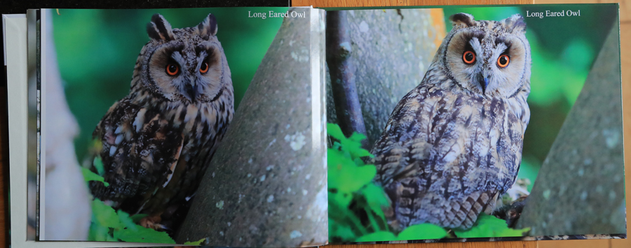 British Owls  Photography Book 
