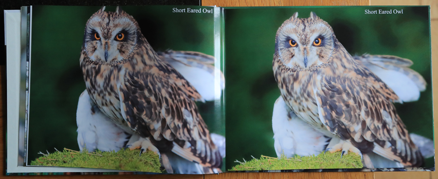 British Owls  Photography Book 