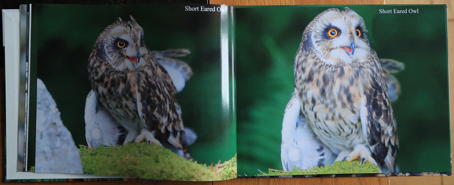 British Owls  Photography Book 