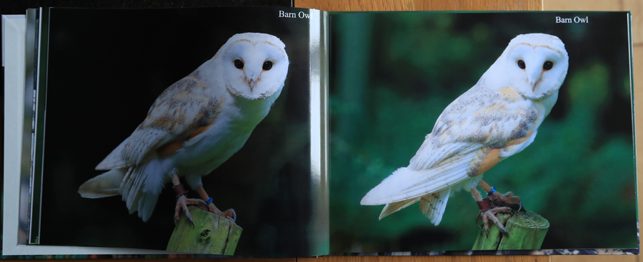 British Owls  Photography Book 