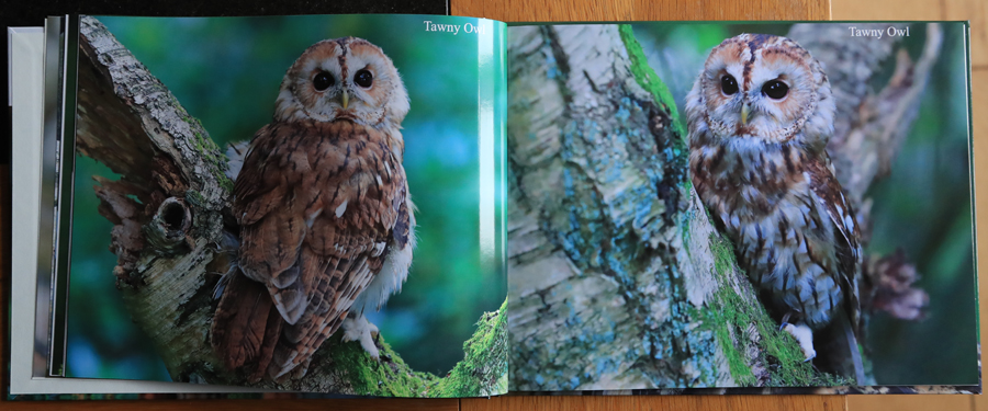 British Owls  Photography Book 