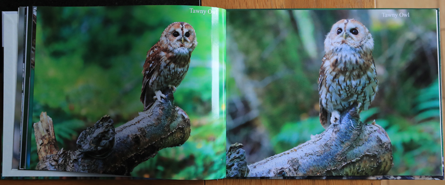 British Owls  Photography Book 
