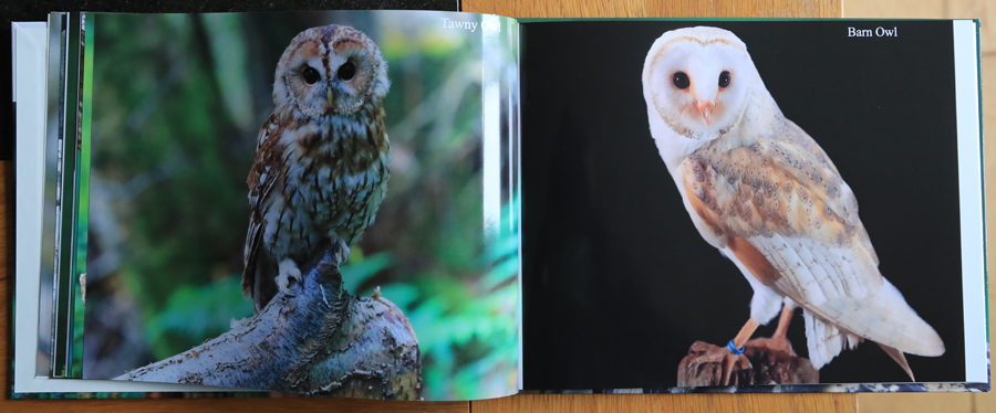 British Owls  Photography Book 