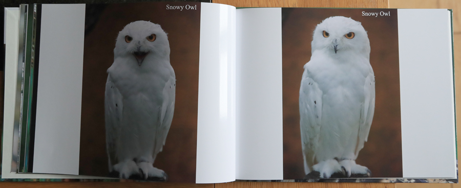 British Owls  Photography Book 