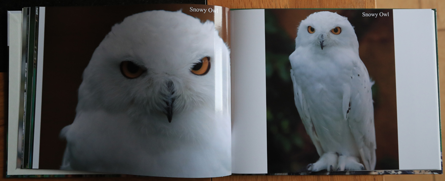 British Owls  Photography Book 