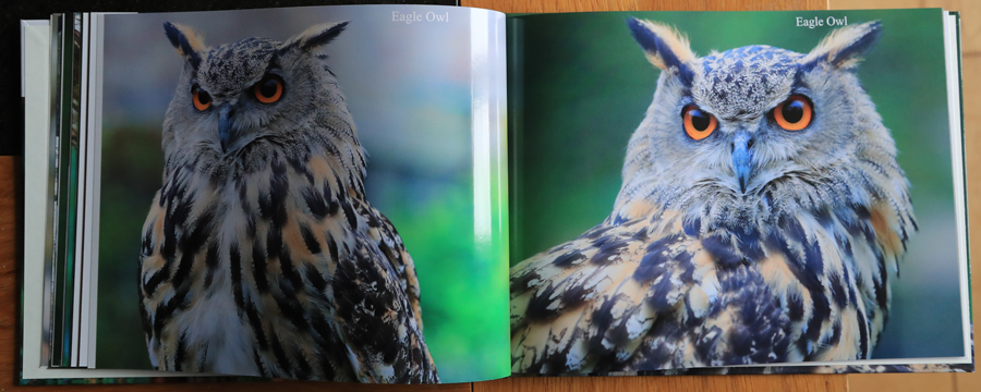 British Owls  Photography Book 