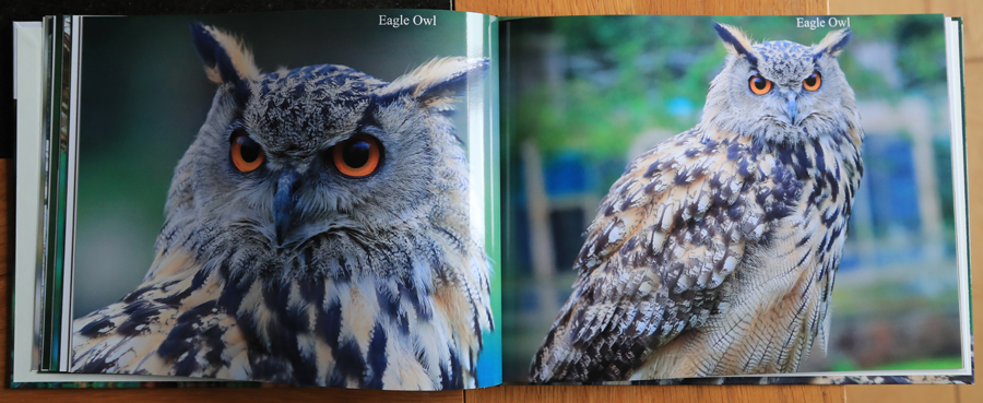 British Owls  Photography Book 