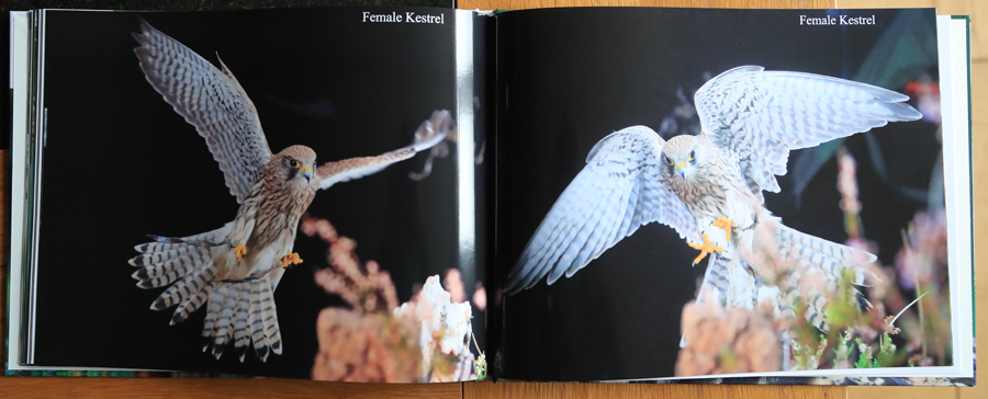 British Owls  Photography Book 