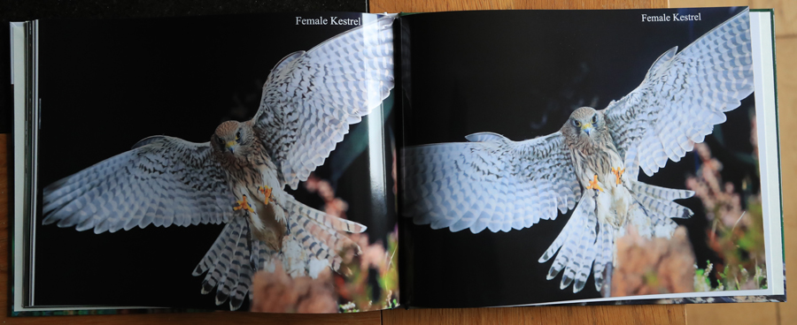 British Owls  Photography Book 