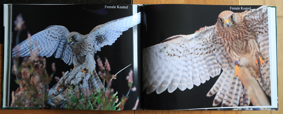 British Owls  Photography Book 