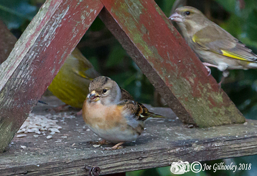 Female Brambling in our Garden