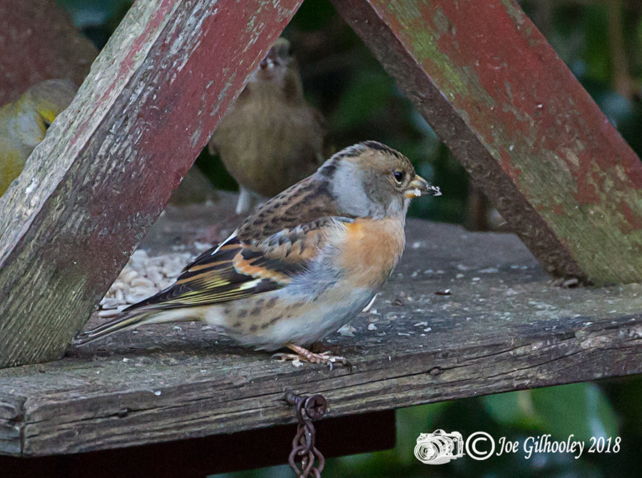 Female Brambling in our Garden