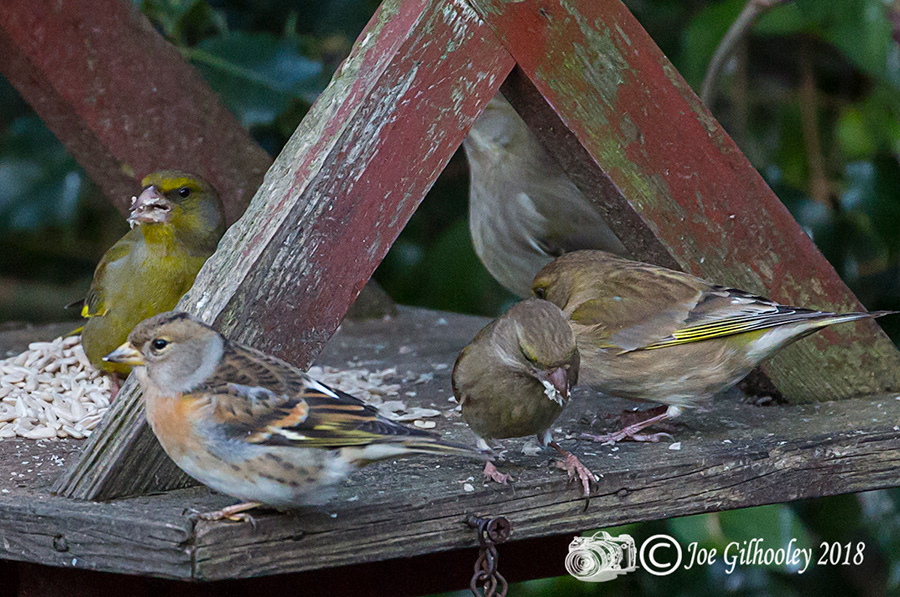 Female Brambling in our Garden
