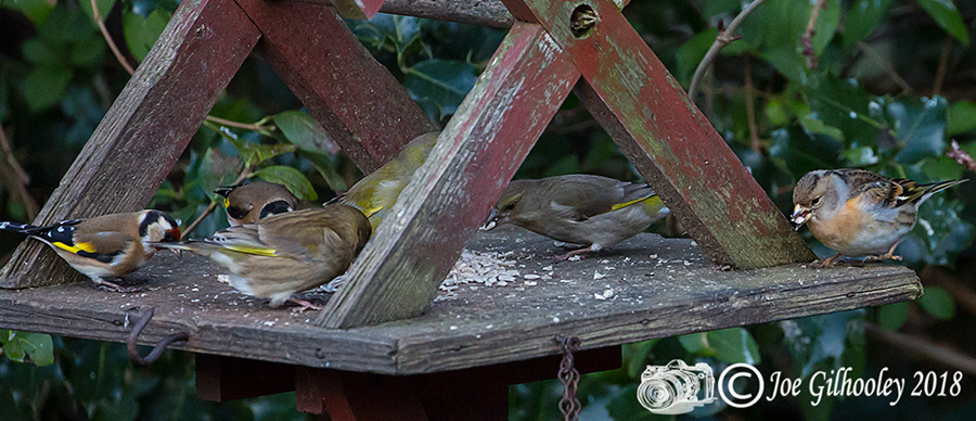 Female Brambling in our Garden